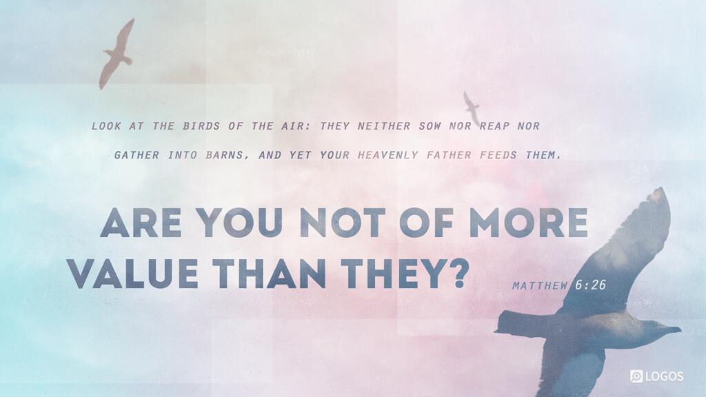 Matthew 6:26: Look at the birds of the air: they neither sow nor reap nor gather into barns, and yet your heavenly Father feeds them. Are you not of more value than they?