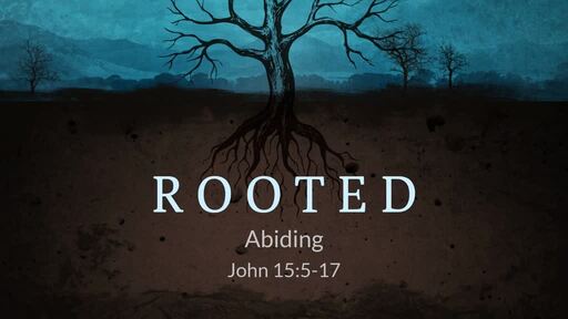 Rooted - Abiding