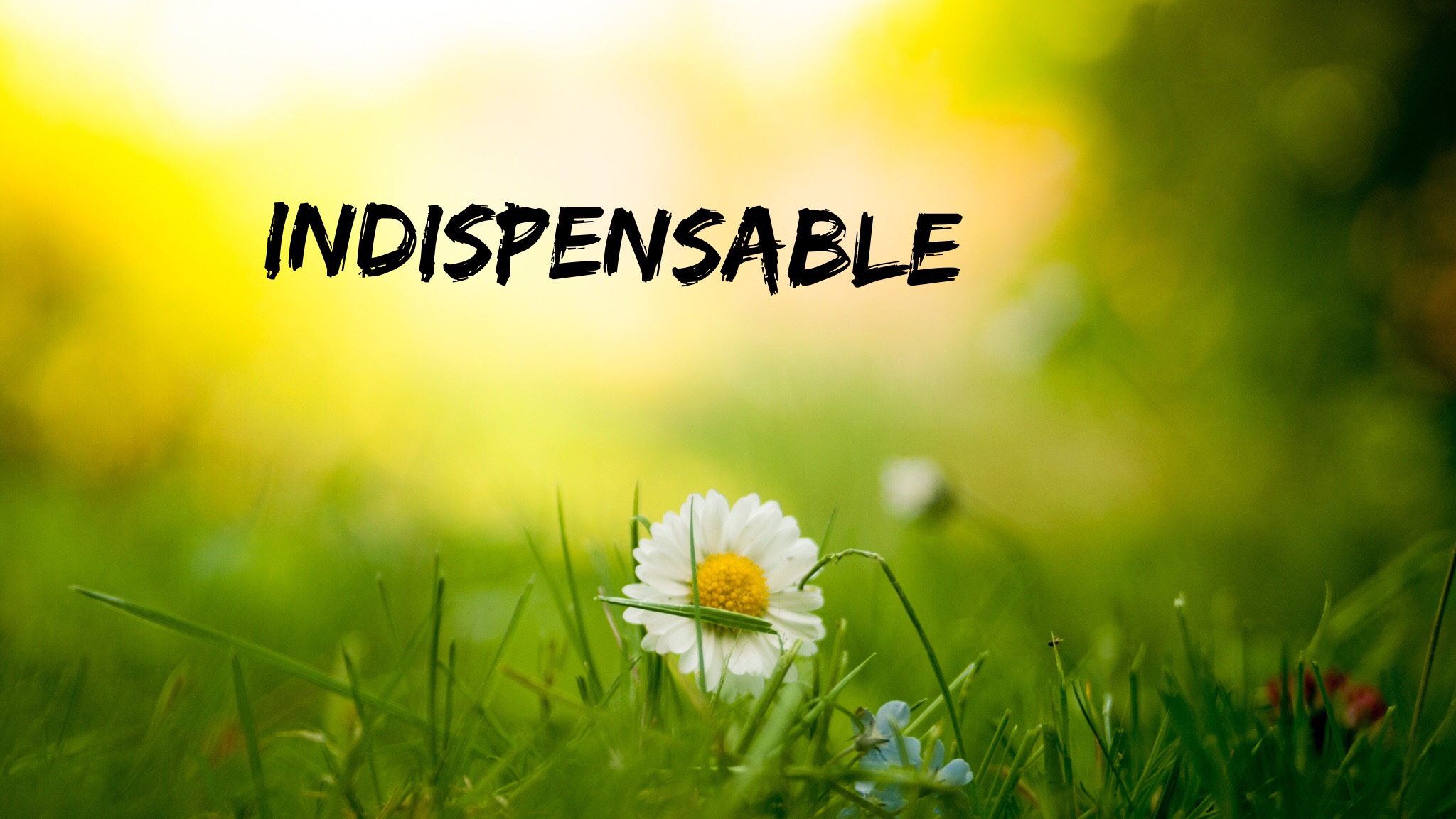 Make Sentence With The Word Indispensable