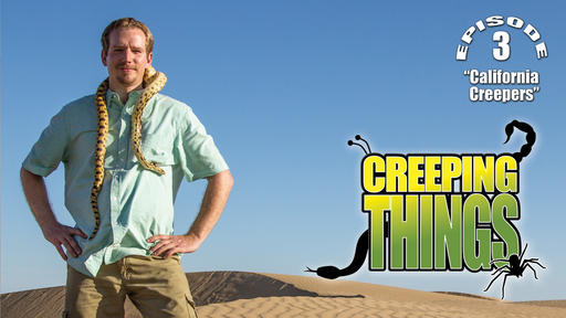 California Creepers