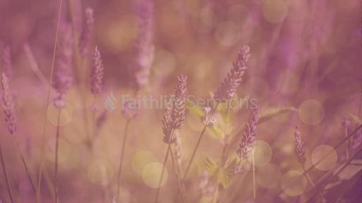 Lovely-Lavender